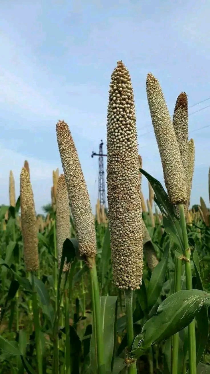 Placeholder — indigenous seed conservation activity