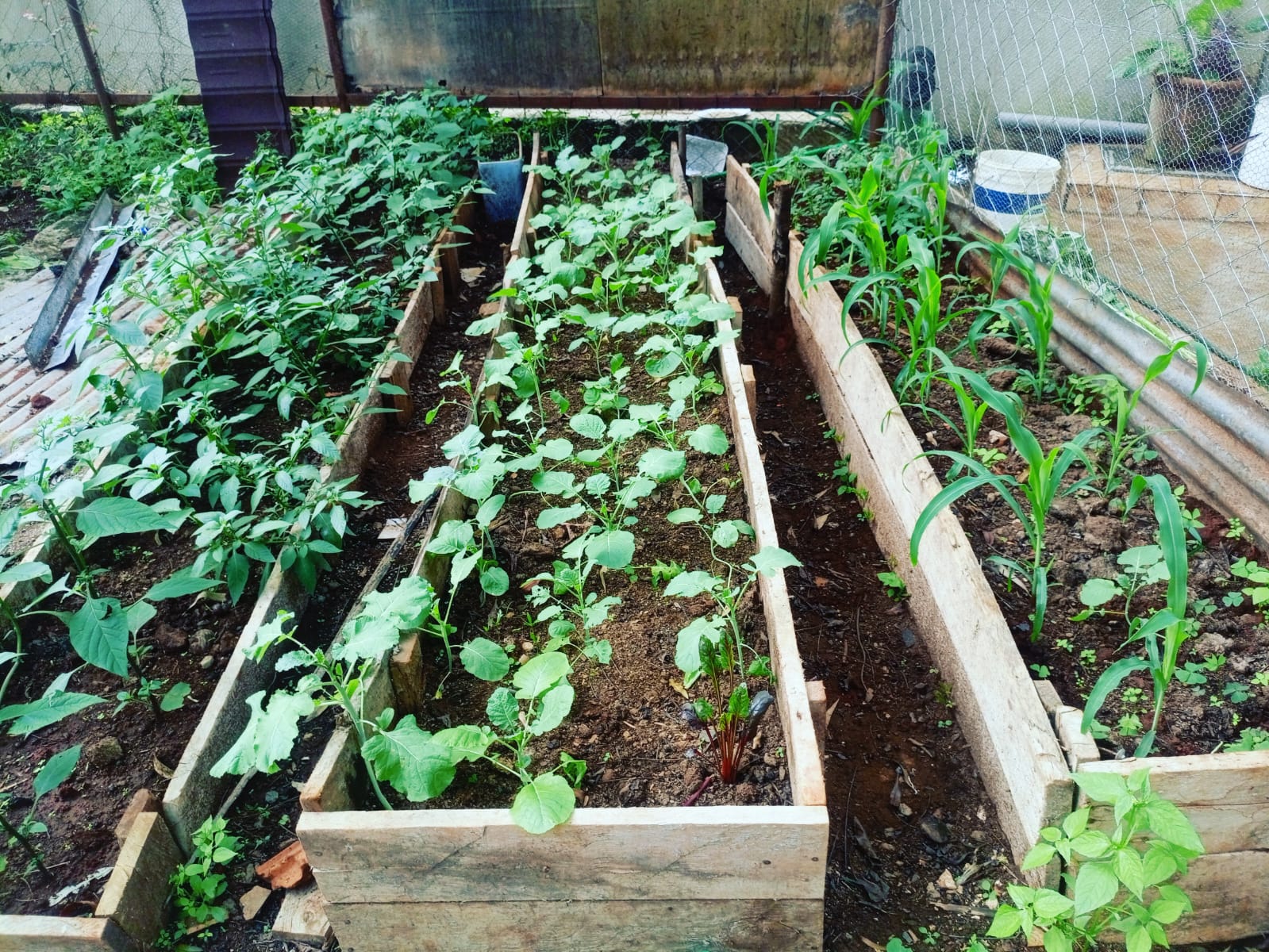 Placeholder — demonstration farm plot