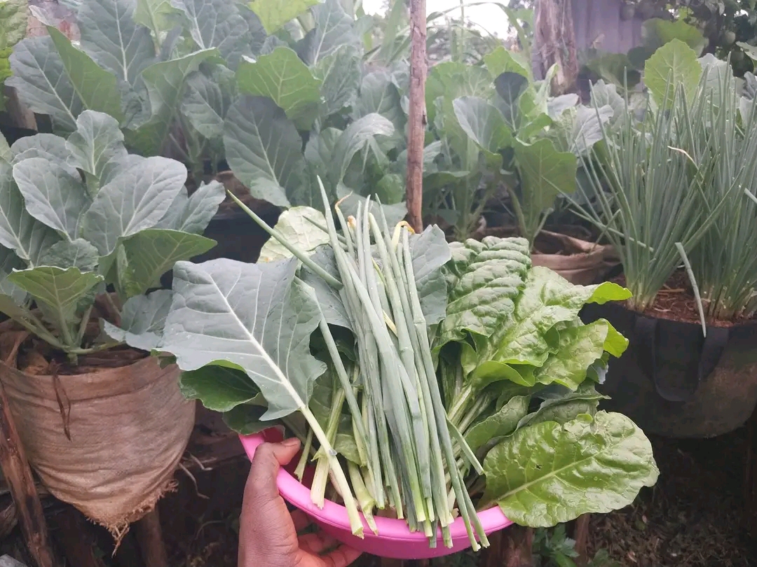 My Food My Power — indigenous crops, women sorting and preserving seeds, seed saving activities