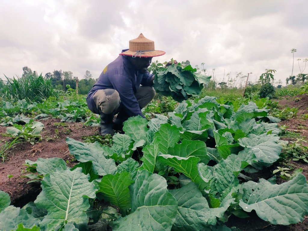 Farmer harvesting maize from an agroecological farm